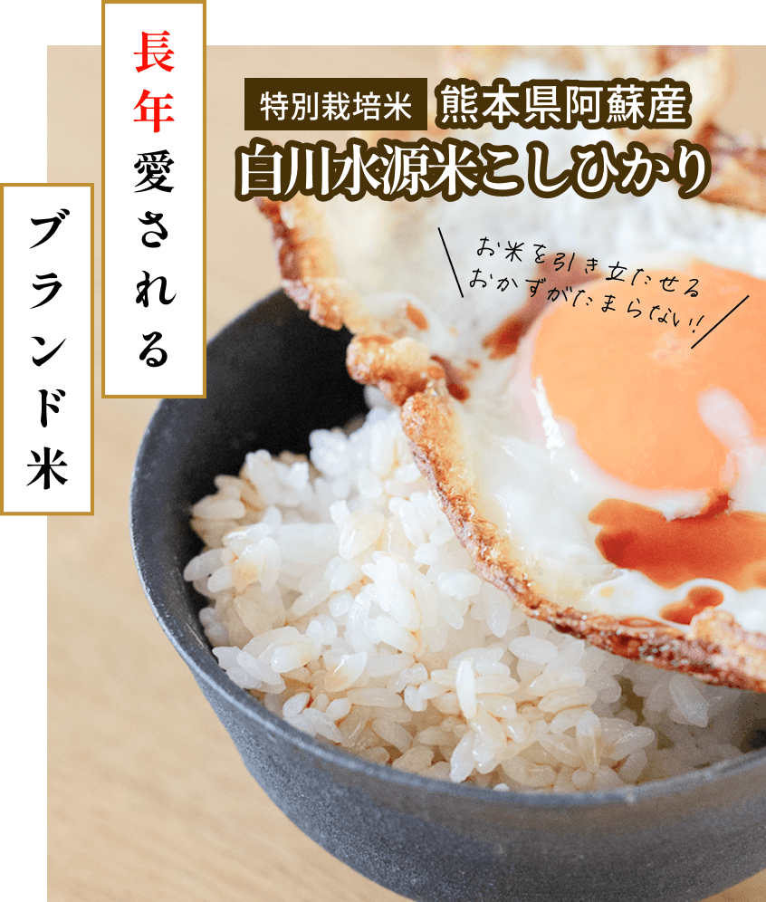 特別栽培米 熊本県阿蘇産 白川水源米こしひかり
